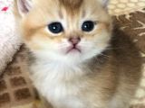 A Kalite Bri̇ti̇sh Shorthai̇r Golden  Yavrular