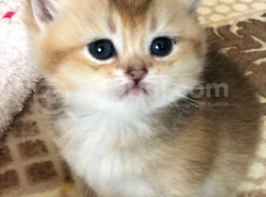 A Kalite Bri̇ti̇sh Shorthai̇r Golden  Yavrular görsel