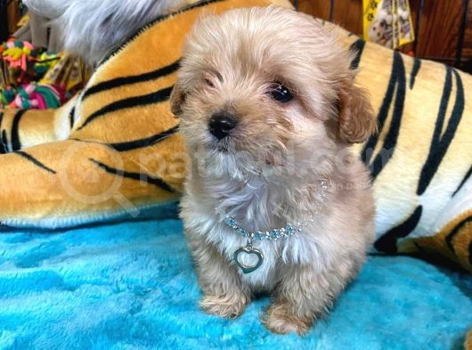 Teacup Malti̇poo Irk Garanti̇li̇ Tesli̇m görsel