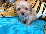 Teacup Malti̇poo Irk Garanti̇li̇ Tesli̇m