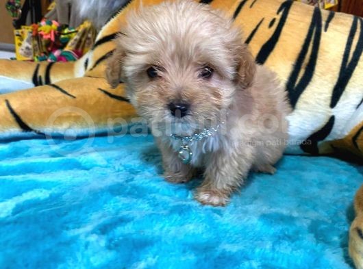 Teacup Malti̇poo Irk Garanti̇li̇ Tesli̇m görsel