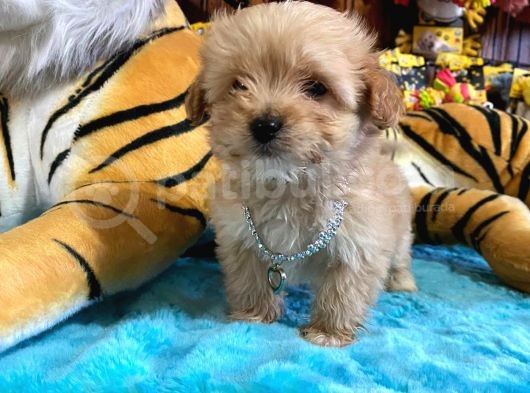 Teacup Malti̇poo Irk Garanti̇li̇ Tesli̇m görsel