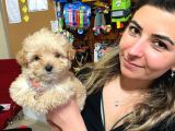 TEACUP MALTİPOO IRK GARANTİLİ TESLİM