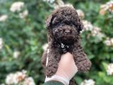 RED BROWN SHOW KALITE TOY POODLE YAVRUMUZ