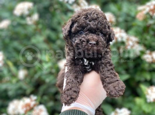 Red Brown Show Kalite Toy Poodle Yavrumuz