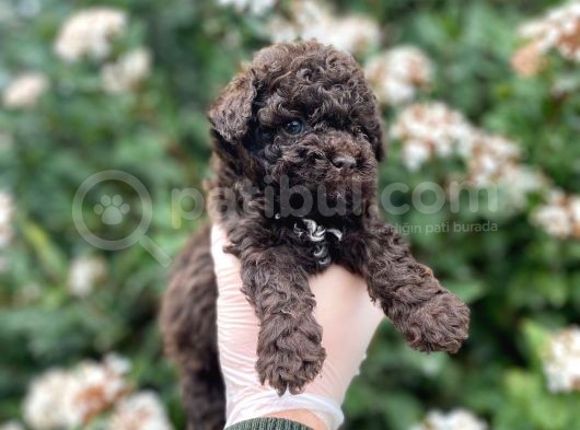 Red Brown Show Kalite Toy Poodle Yavrumuz görsel
