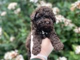 Red Brown Show Kalite Toy Poodle Yavrumuz