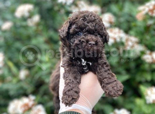 Red Brown Show Kalite Toy Poodle Yavrumuz görsel