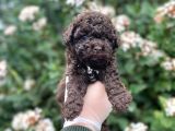 Red Brown Show Kalite Toy Poodle Yavrumuz