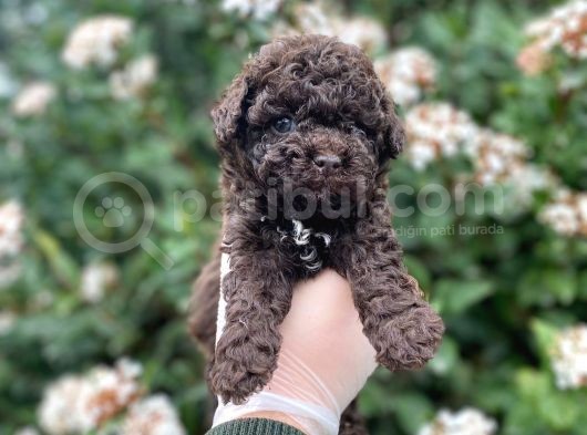 Red Brown Show Kalite Toy Poodle Yavrumuz görsel
