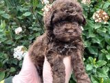 Kore Kani Dark Red Brown Mi̇cro Toy Poodle Yavrumuz