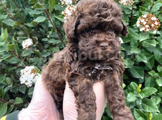 Kore Kani Dark Red Brown Mi̇cro Toy Poodle Yavrumuz görsel