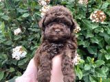 Kore Kani Dark Red Brown Mi̇cro Toy Poodle Yavrumuz