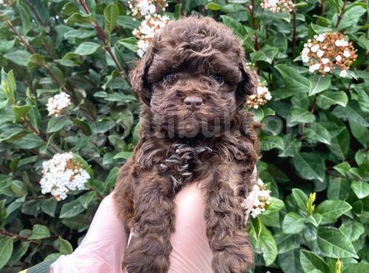 Kore Kani Dark Red Brown Mi̇cro Toy Poodle Yavrumuz görsel