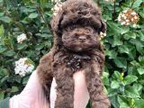 KORE KANI DARK RED BROWN MİCRO TOY POODLE YAVRUMUZ