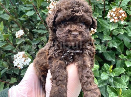 Kore Kani Dark Red Brown Mi̇cro Toy Poodle Yavrumuz