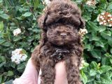 Kore Kani Dark Red Brown Mi̇cro Toy Poodle Yavrumuz