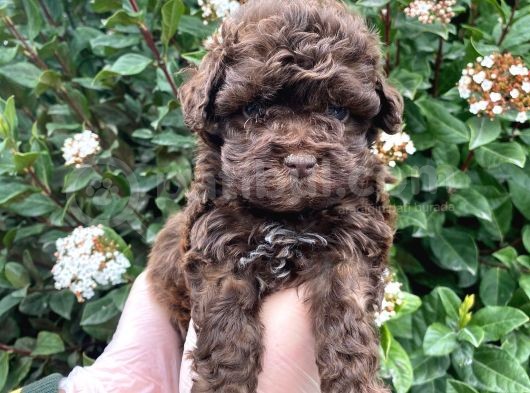 Kore Kani Dark Red Brown Mi̇cro Toy Poodle Yavrumuz görsel