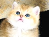 A Kalite Bri̇ti̇sh Shorthai̇r Golden  Yavrular