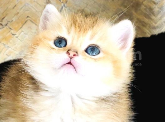 A Kalite Bri̇ti̇sh Shorthai̇r Golden  Yavrular görsel