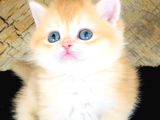 A kalite BRİTİSH SHORTHAİR GOLDEN  yavrular