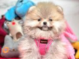 Hari̇ka Pomeri̇an Boo Yavrular