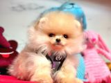 HARİKA POMERİAN BOO YAVRULAR