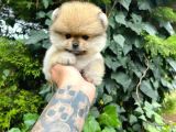 Dünya Tatlısı, Orijinal Pomeranian Boo Yavrumuz