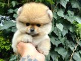 Dünya tatlısı, orijinal Pomeranian BOO yavrumuz