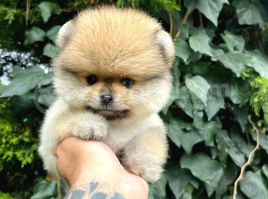 Dünya Tatlısı, Orijinal Pomeranian Boo Yavrumuz