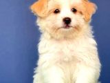 Aşılı pasaportlu F1 dişi Maltipoo Yavrum