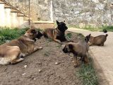 Safkan Secereli̇ Orji̇nal A Kali̇te Mali̇noi̇s Belçi̇ka Kurtlari