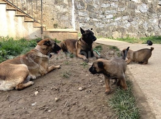 Safkan Secereli̇ Orji̇nal A Kali̇te Mali̇noi̇s Belçi̇ka Kurtlari görsel