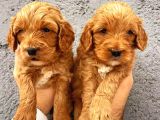 Malti̇po Ci̇nsi̇ 