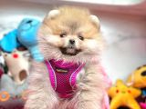 Safkan Pomeranian Boo Yavrularımız