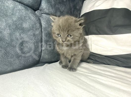 Mavi Gözlü British Shorthair görsel