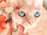 Beyaz Lekesiz Yavrular Odd Eyes Babasından