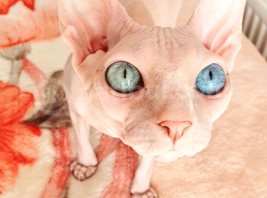 Beyaz Lekesiz Yavrular Odd Eyes Babasından görsel