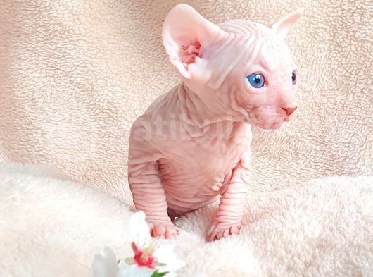 Beyaz Lekesiz Yavrular Odd Eyes Babasından görsel