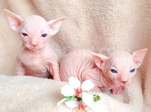 Beyaz Lekesiz Yavrular Odd Eyes Babasından