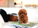 DÜNYA TATLISI RED BROWN TOY POODLE YAVRULARIMIZ