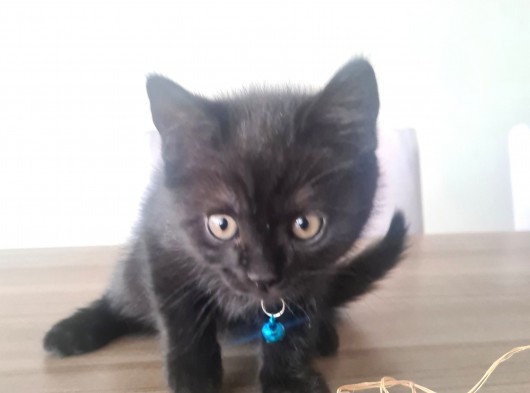 Oyuncu Minik (British Shorthhair) görsel