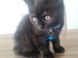 Oyuncu Minik (British Shorthhair)