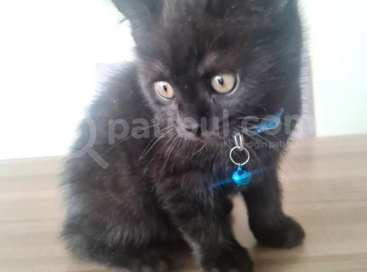 Oyuncu Minik (British Shorthhair) görsel