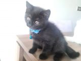 Oyuncu Minik (British Shorthhair)