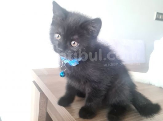 Oyuncu Minik (British Shorthhair) görsel