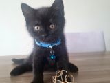 Oyuncu Minik (British Shorthhair)