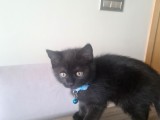 Oyuncu minik (British shorthhair)