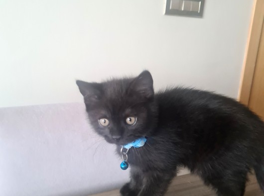 Oyuncu Minik (British Shorthhair)