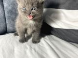 Mavi Gözlü British Shorthair